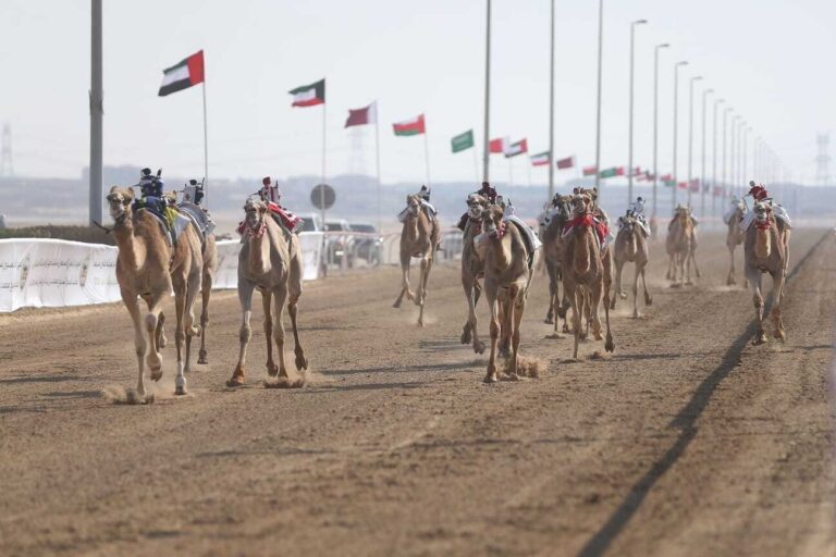 المهرجان الختامي السنوي لسباقات الهجن العربية الأصيلة ينطلق 26 فبراير
