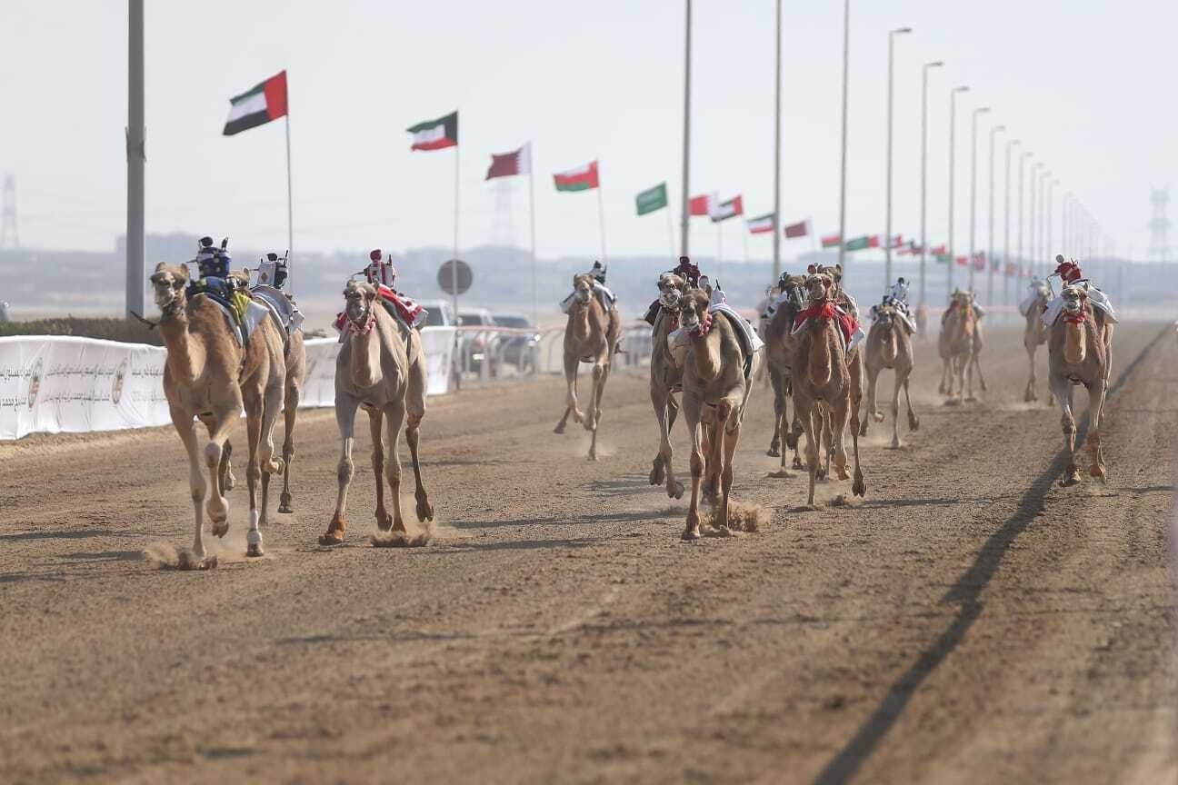 المهرجان الختامي السنوي لسباقات الهجن العربية الأصيلة ينطلق 26 فبراير