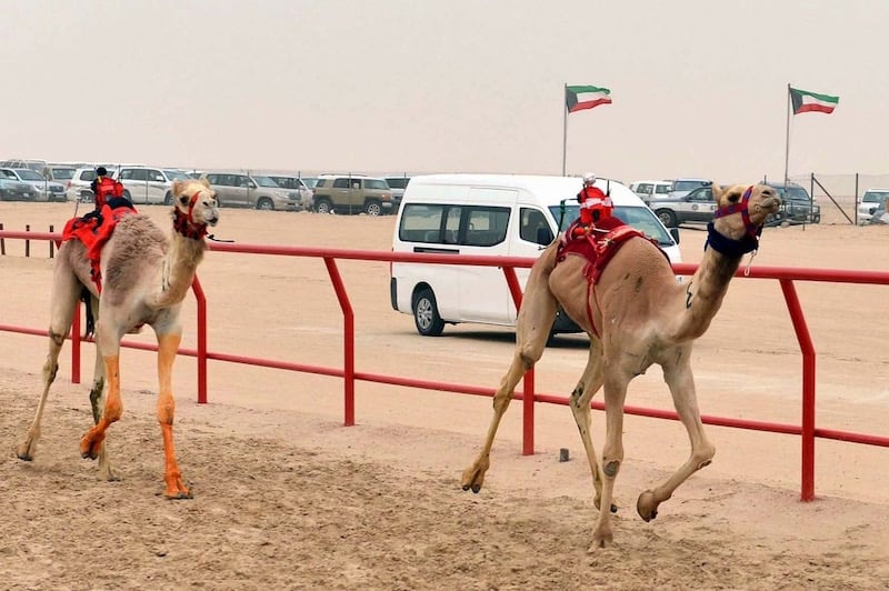 بطولة الكويت الدولية لسباقات الهجن.. إرث تراثي يتجدد في نسخته الـ24