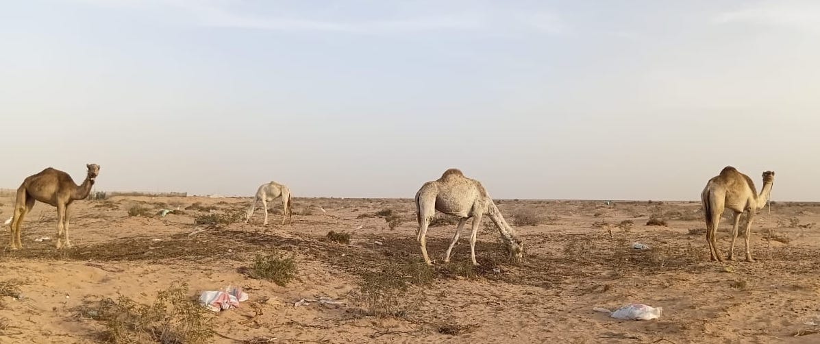 بدعم إماراتي وإشراف مصري… العلمين تستعد لانطلاق سباق الهجن التنشيطي 