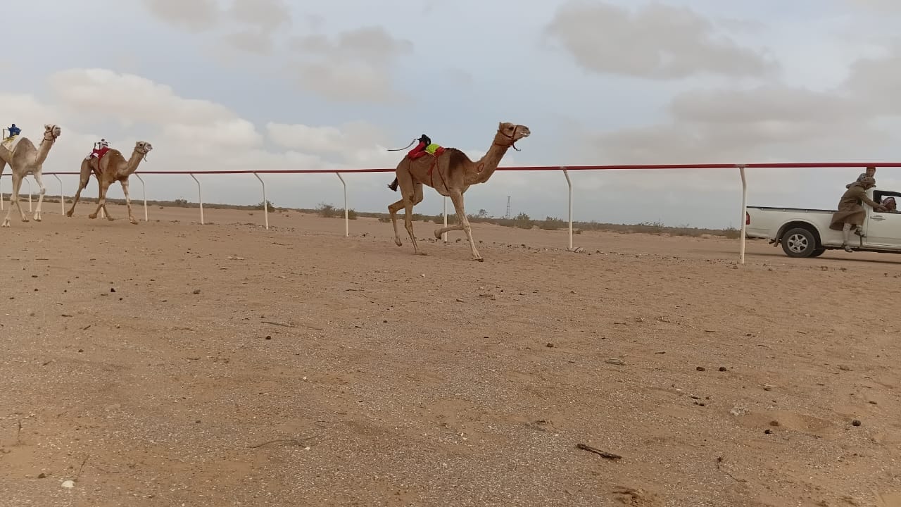 العلمين تحتضن انطلاقة سباق الهجن بدعم الإمارات و بمشاركة 500 مطية من 9 محافظات مصرية