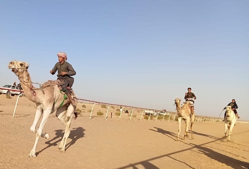  إسدال الستار على فعاليات ختام سباق الهجن بمدينة العلمين المصرية برعاية اتحاد الهجن الإماراتي