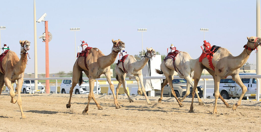 إثارة وتحدٍّ في ميداني الشيحانية ولبصير مع تواصل منافسات السباق المحلي السابع للهجن بقطر