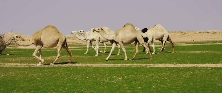 الربيع… موسم الخصاب ووفرة المراعي وراحة ملاك الإبل من الأعلاف