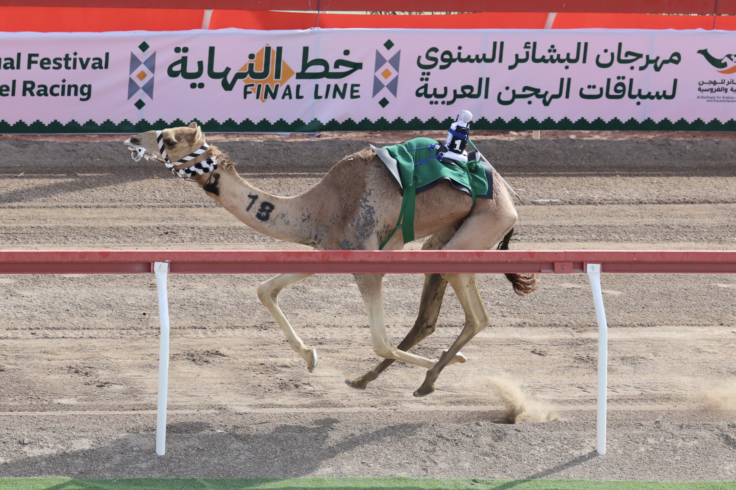 هجن الرئاسة تحصد السيف الذهبي وناصر المسند يتوَّج بالسيف الفضي في سباق مهرجان البشائر السنوي 2026