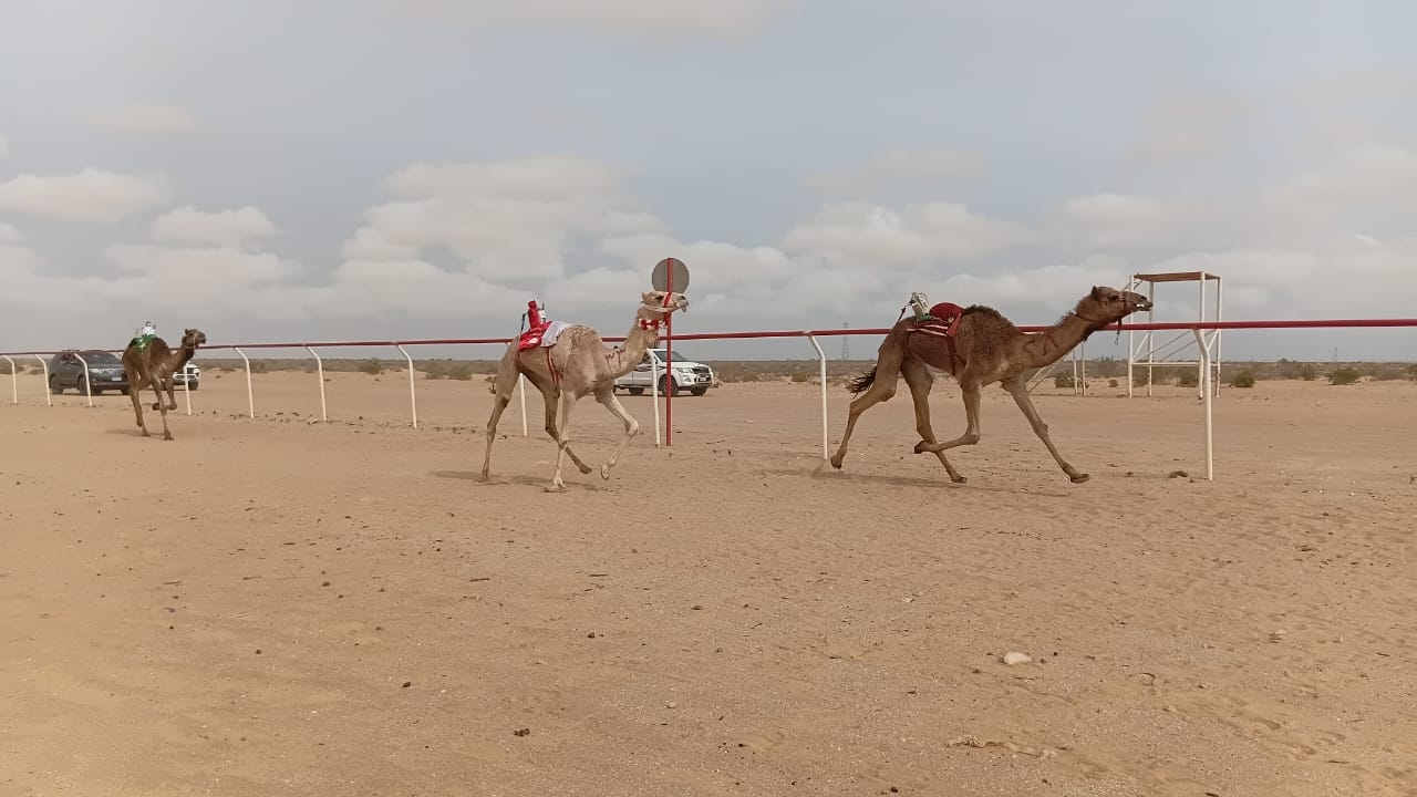 تتويج الفائزين بـ”سباق العلمين” التمهيدي الرابع للهجن بمشاركة 600 مطية
