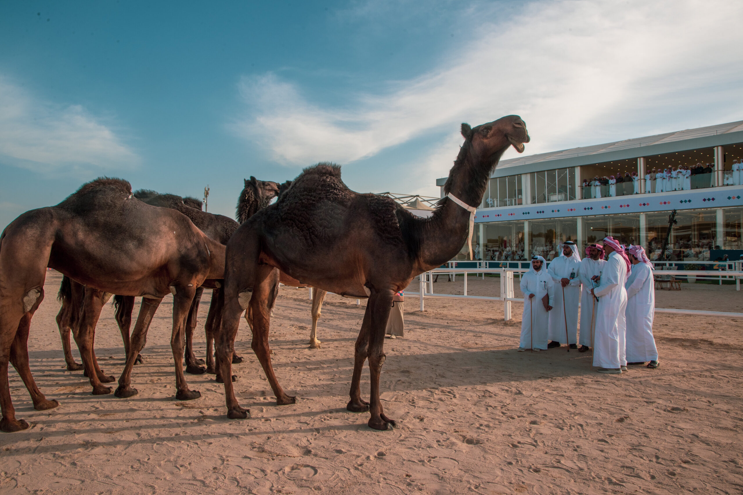 مهرجان قطر للإبل 2026: منافسات حامية وجوائز موسعة وتجربة سياحية تراثية متكاملة