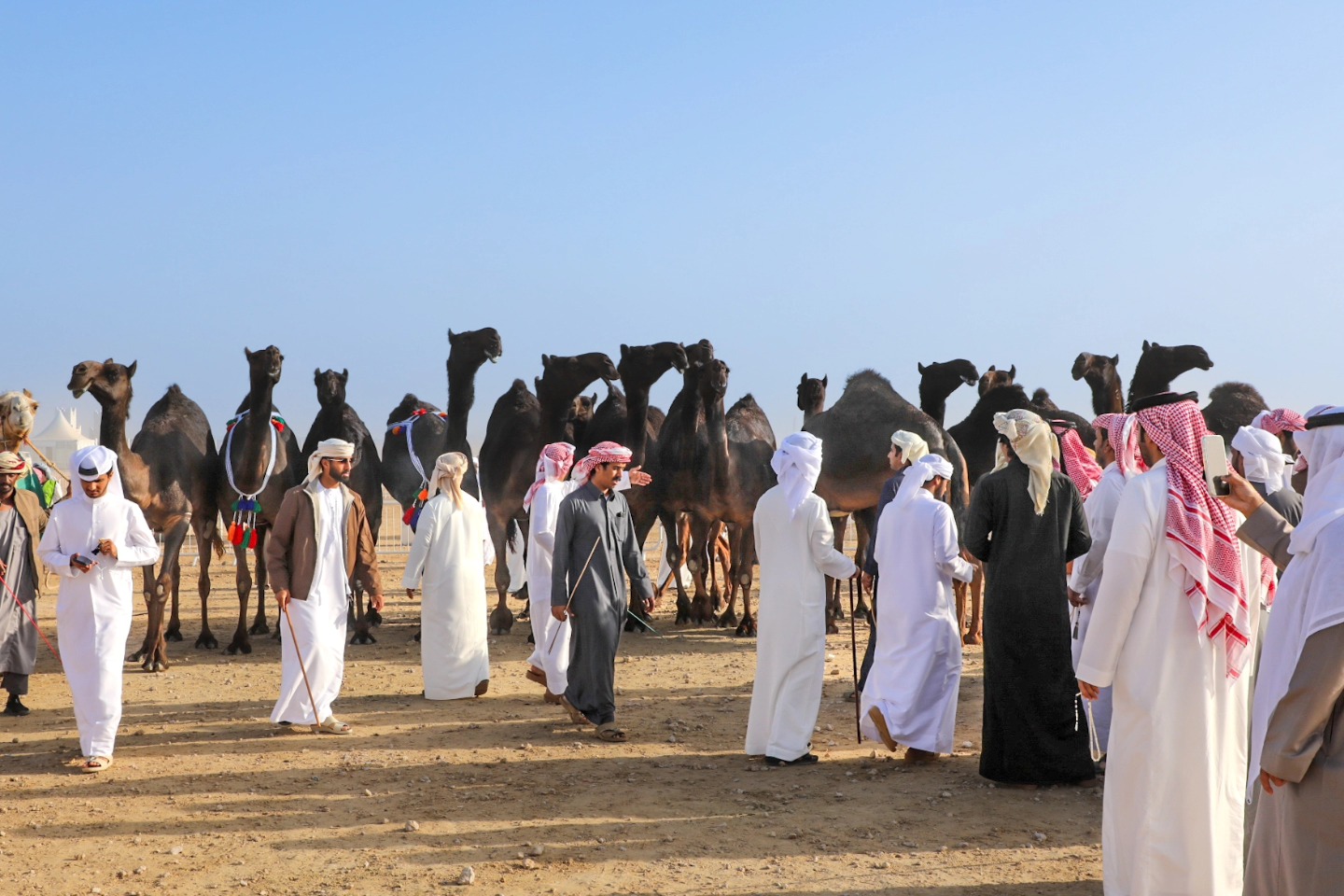 تراث يتحدث للعالم: مهرجان قطر لمزاين الإبل يستقطب الحضور الدولي والشبابي