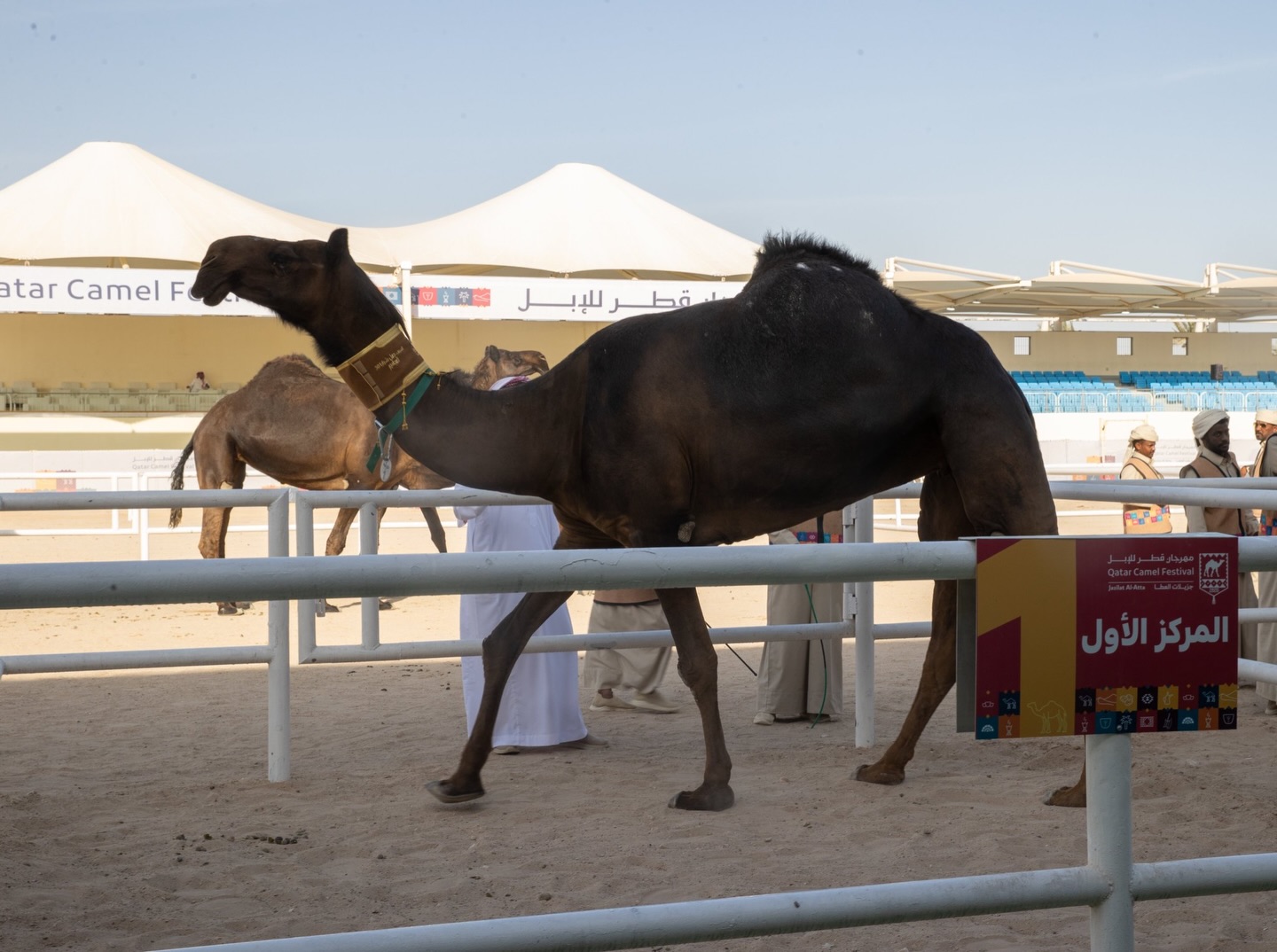 الجمعة : أبطال  مزاين  “جزيلات العطا” على منصة التتويج مساء الجمعة 