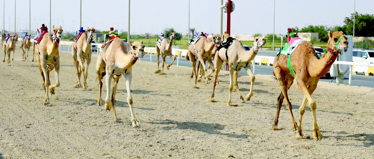 ختام قوي للمحلي السابع بالشحانية… “الحصانة” و“حشيم” يتصدران التحدي في سباقات الحيل والزمول