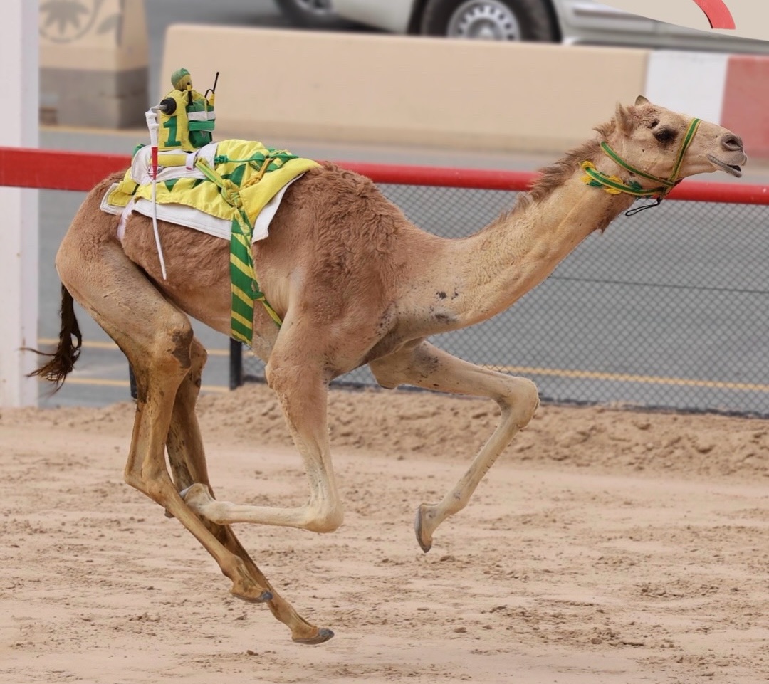 انطلاق مهرجان ختامي المرموم للهجن 2026 بمشاركة واسعة ومنافسات قوية في أشواط “الحقايق”