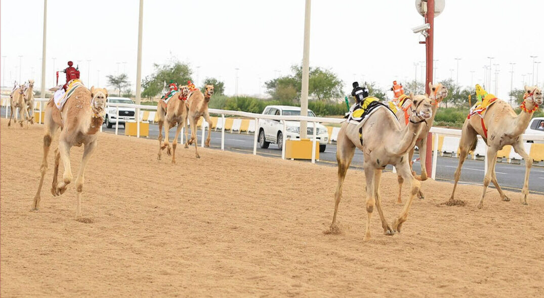 قطر: منافسات قوية للقايا في المرحلة الثانية من السباق المحلي الثامن للهجن